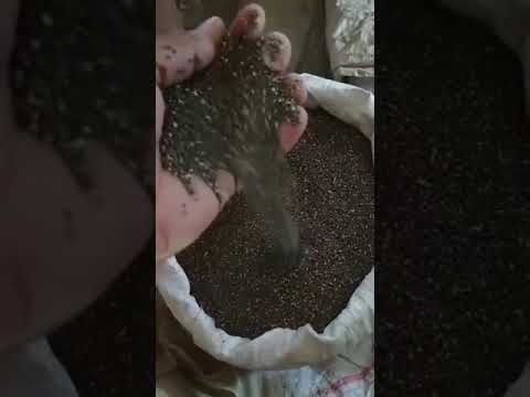 Natural chia seeds, pack, packaging size: 1 kg