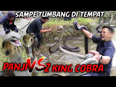 DIHADANG 2 KING KOBRA GANAS ‼️ PERTARUNGAN MAUT PANJI VS DUA MONSTER MEMATIKAN