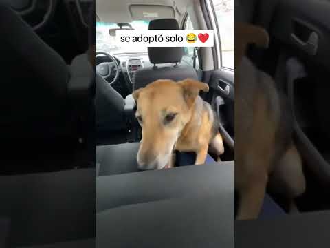 Se metió al carro y decidió ser parte de la familia ❤️🐶 #perros #adopcionresponsable #perrosfelices