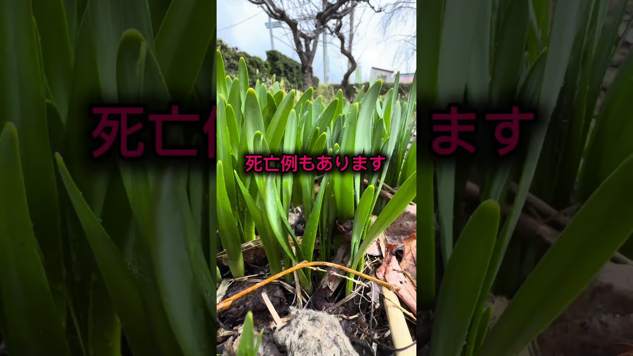 食べてはいけないシリーズ　水仙(スイセン) 死亡例あり