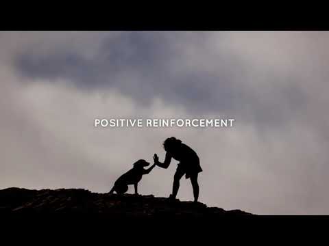 Marty Lobdell - Positive reinforcement