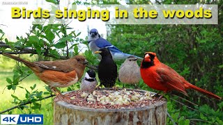 Download lagu ASMR 4 HOURS of Birds Singing in the Woods No loop... mp3