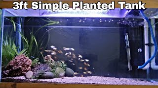 My 3ft Simple Planted Tank | Planted Aquarium