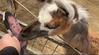 ラマ vs 野獣先輩