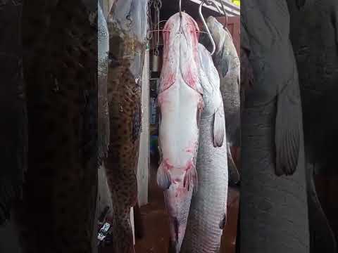Pirarucu no Rio Grande em Guaraci SP agora ferrou com o Rio. #perigo