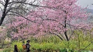 preview picture of video 'Hùng + Rãng đi Phượt Mộc Châu - Sơn La'