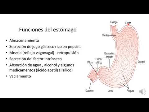 6 estómago, ubicación y características