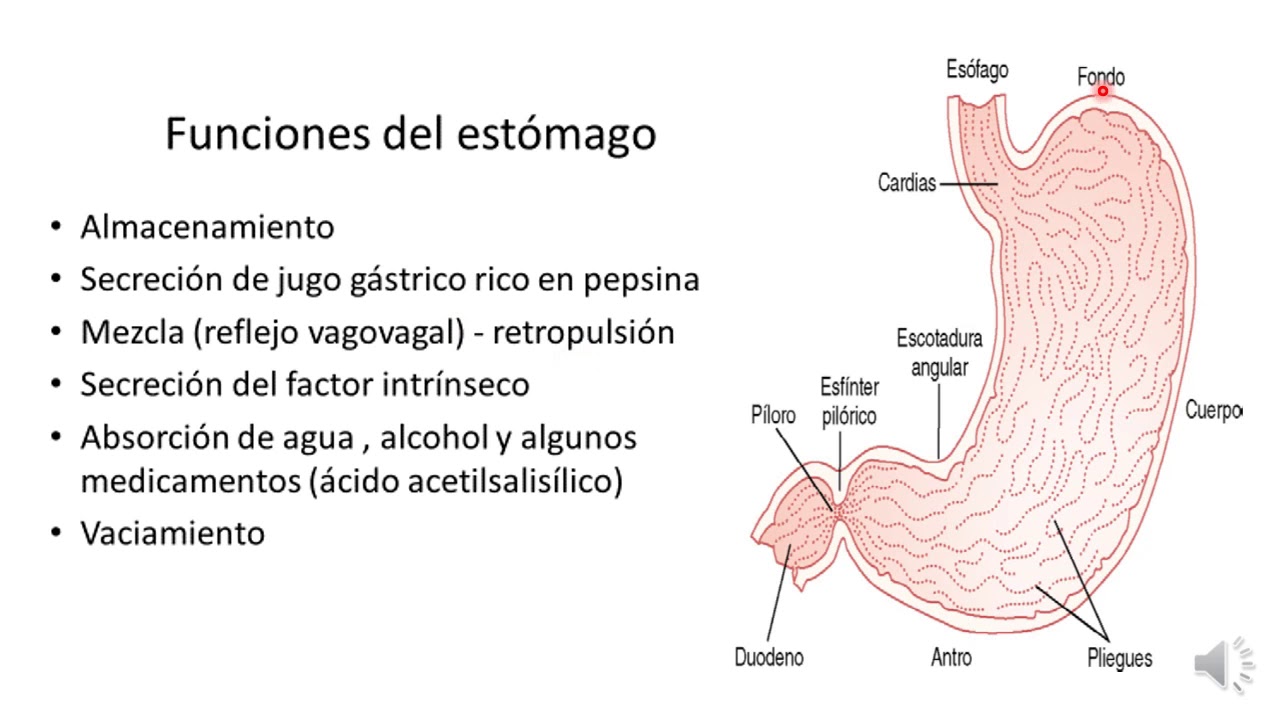 6 estómago, ubicación y características