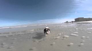 Puppies first trip to the beach