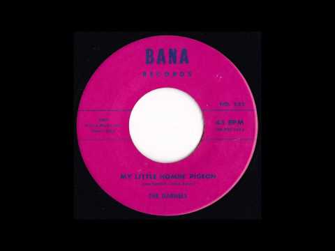 DARNELS My Little Homin Pigeon