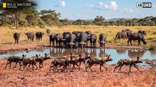 África Indomável - A Luta pela Sobrevivência no Delta | Documentário Animal 4K