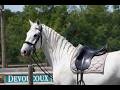 Castrone Lipizzan In vendita 2018 Grigio