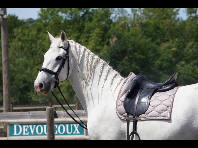 Castrone Lipizzan In vendita 2018 Grigio