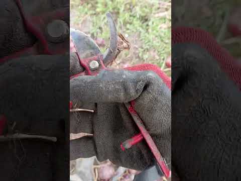 desde guaca Santander