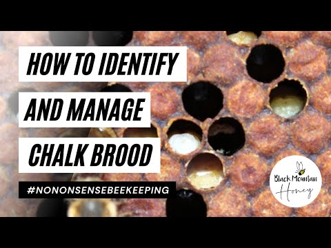 What Is Chalkbrood? How To Identify And Manage This Brood Disease In Your Hive
