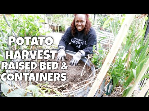 Potato Harvest - Containers versus Raised Bed