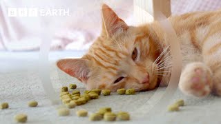 Kitten Steals Treats When Left Home Alone | Wonderful World of Puppies | BBC Earth