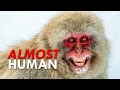 Japanese Macaques Look Almost Human