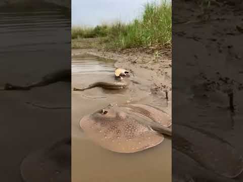 Cobra Attacks Stingray and Instantly Regrets It! 🤯 (AI)