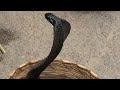 Black Cobra Dances to Snake Charmer's Flute