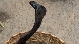 Black Cobra Dances to Snake Charmer&#39;s Flute