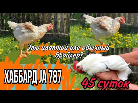 Год Бройлер На Ютубе Новое Год Бройлер На Ютубе Новое