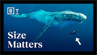 Why do big creatures live longer? | Geoffrey West | Big Think