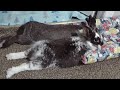 Bunny Cuddles
