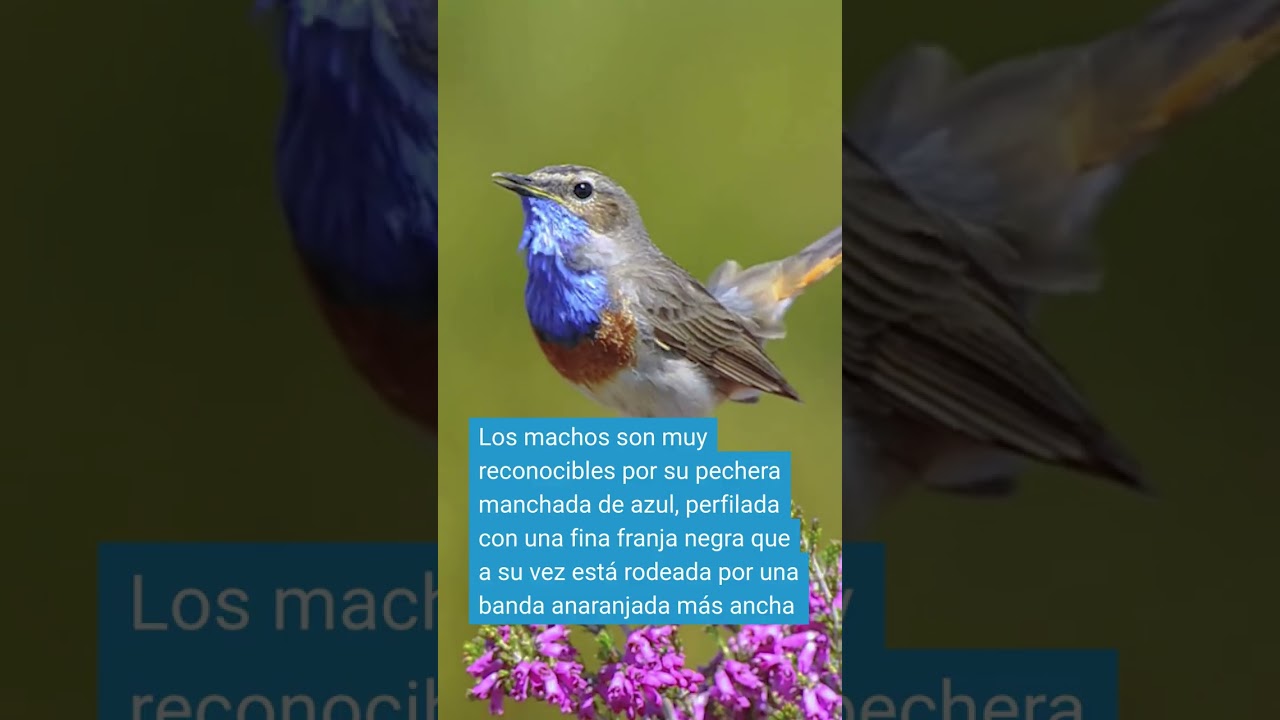 🩵¿Y este galán tan bonito?