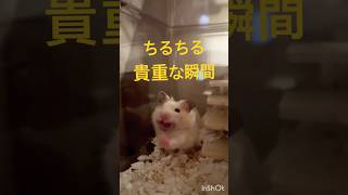 ちるちる寝起きのあくび　#kawaii #ハムスター #キンクマ #かわいい #可愛い #japan #follow #pets #癒し #あくび #貴重
