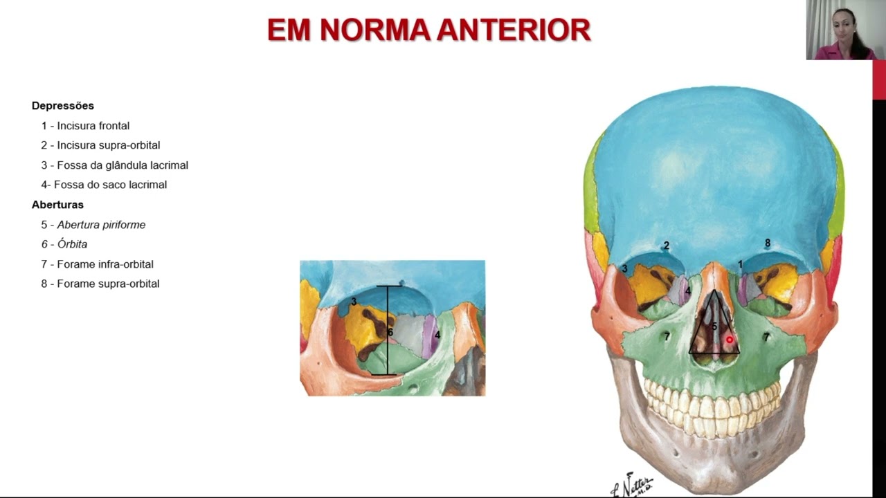 Cabeça e pescoço -  Estruturas ósseas