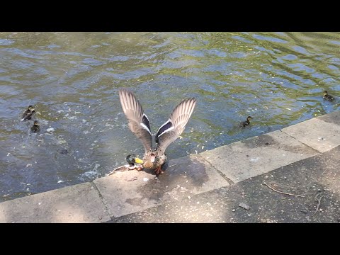 Mallard Duck attempting to mate with Mother Hen