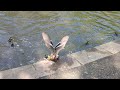 Mallard Duck Attempting To Mate With Mother Hen