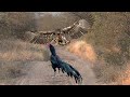HEBOH Elang Salah Pilih Mangsa Ayam Jago TOP Momen Elang Vs Ayam Burung Bangkai Dan Hewan Lainnya
