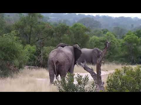 Djuma:Two Elephant bulls pass through - 06:53 - 03/31/19