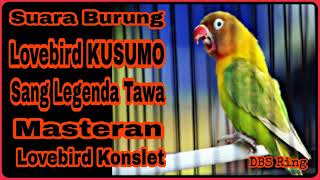 Download lagu Masteran Suara Burung Lovebird KUSUMO | Legenda Lovebird Konslet KUSUMO | Masteran Lovebird Konslet mp3