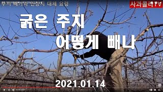 굵은 가지 어떻게 빼나/주지 연장지 교체 요령