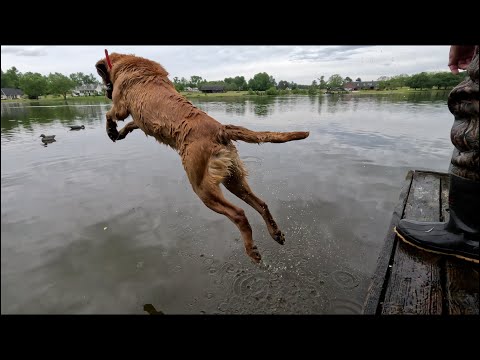 Stump Hill Farms Kennel video.