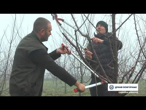 Imamo rešenje ep. 188 09.01.2023. Savetodavac Igor Andrejić, rezidba breskve, kruške, šljive