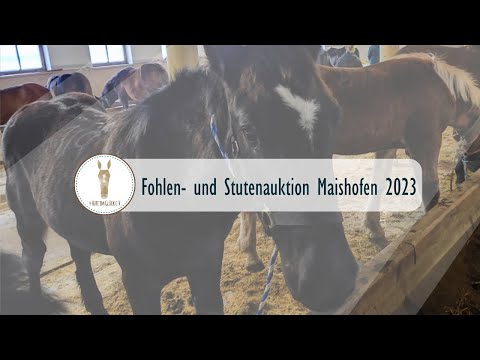 FOHLENAUKTION MAISHOFEN 2023 | ✨ Fohlen und Stuten vor dem Schlachter bewahrt