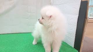 ポメラニアンの動画01