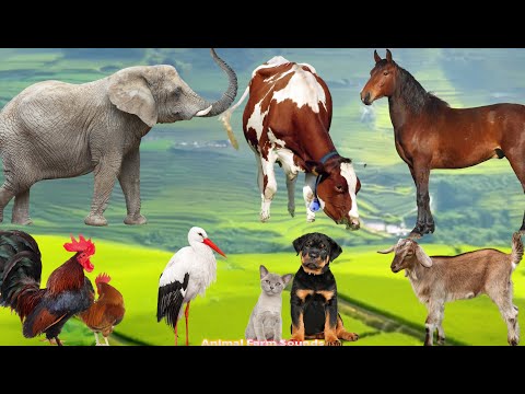 Playful Animal Moments: Horse, Cow, Elephant, Chicken, Stork, Dog, Cat, Goat - Animal Videos