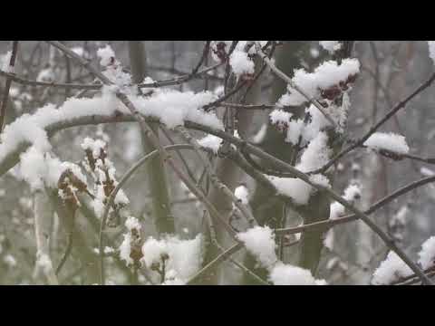 Стих про зиму и Новый год для детей