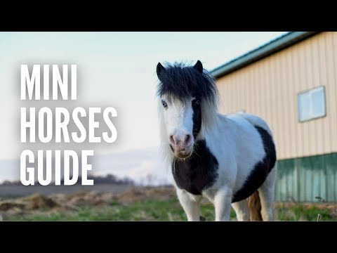 , title : 'Miniature Horses 101: Everything You Need to Know'