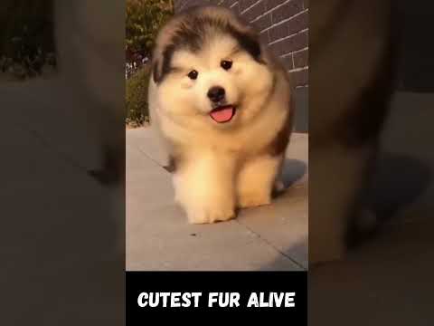 Cutest Fur Alive #shorts