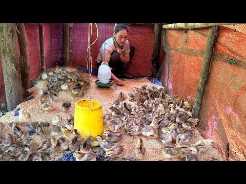 Expand the area of ​​​​cultivated land and raise 200 more chickens