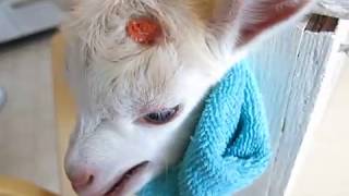 Dr. Naylor Dehorning Paste - Goats (Part 1)