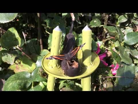 Butterfly Feeding on a Banana