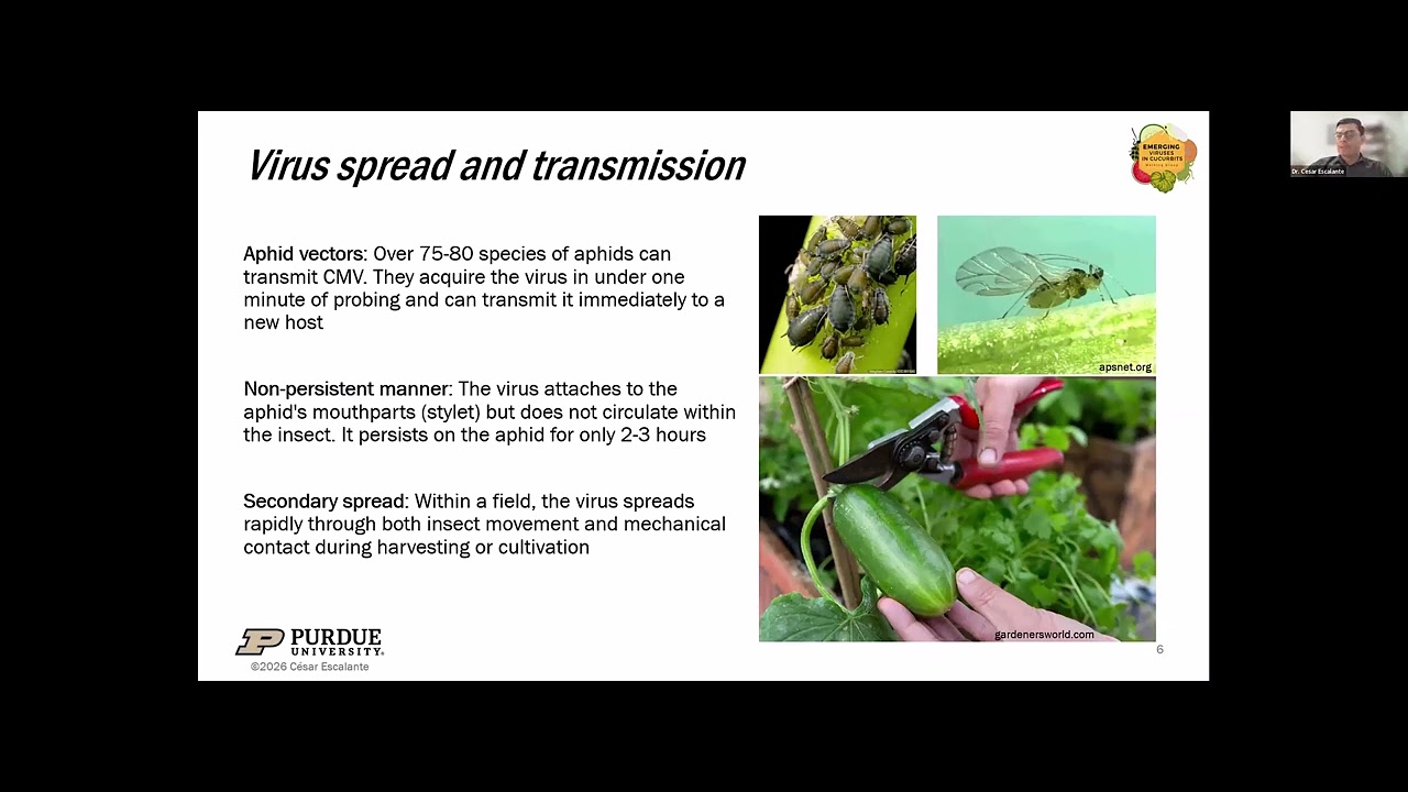Cucumber Mosaic Virus (CMV), EVCWG 2026