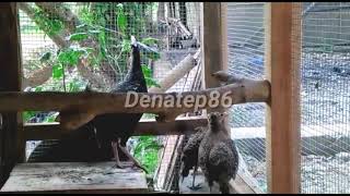 Download lagu Suara Petek Ayam Hutan Jantan Memanggil - Caller mp3 Download lagu Suara Petek Ayam Hutan Jantan Memanggil - Caller mp3